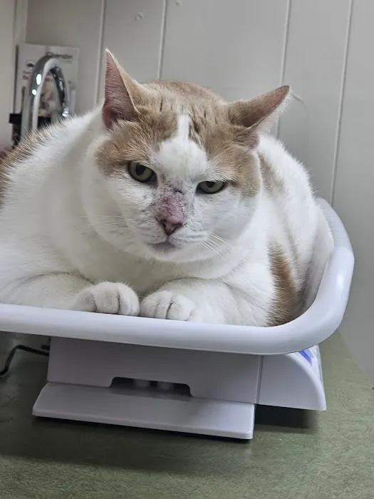 Veterinary Medical Hospital Of Clearwater Picture 7