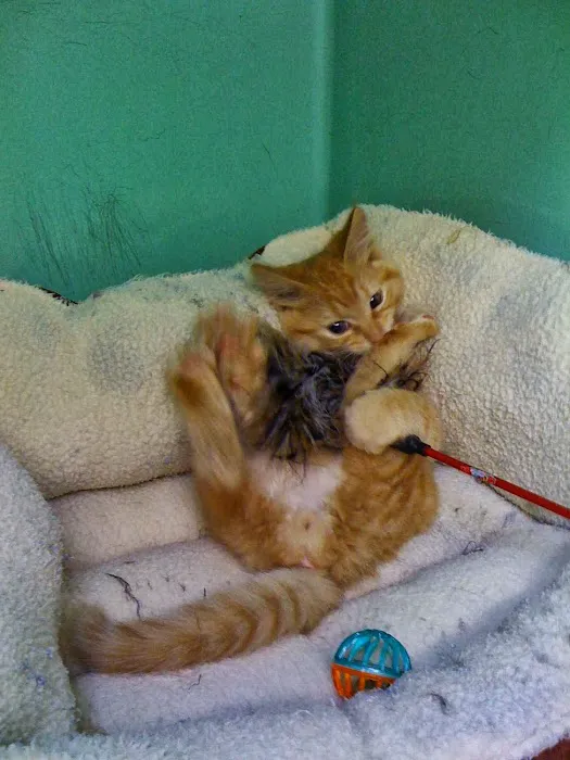 Veterinary Medical Hospital Of Clearwater Picture 10