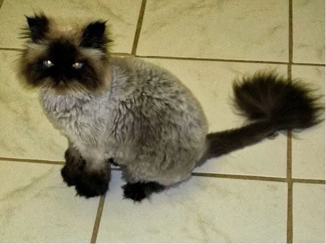 Veterinary Medical Hospital Of Clearwater Picture 8