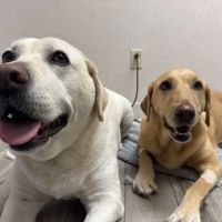 Sunset Point Animal Hospital ico
