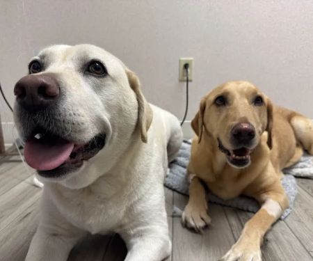 Sunset Point Animal Hospital
