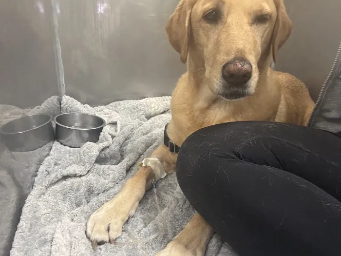 Sunset Point Animal Hospital Picture 3