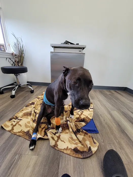 Specialists in Companion Animal Neurology (SCAN) - Clearwater Picture 7