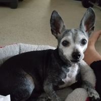 Specialists in Companion Animal Neurology (SCAN) - Clearwater ico