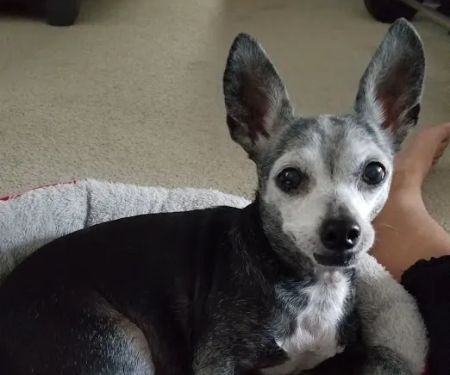 Specialists in Companion Animal Neurology (SCAN) - Clearwater