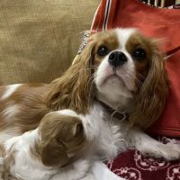 Banfield Pet Hospital ico