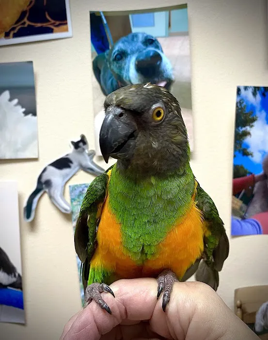 Animal and Bird Medical Center of Palm Harbor Picture 8