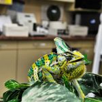 Animal and Bird Medical Center of Palm Harbor