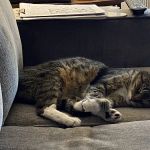 The Vet Clinic of Palm Harbor