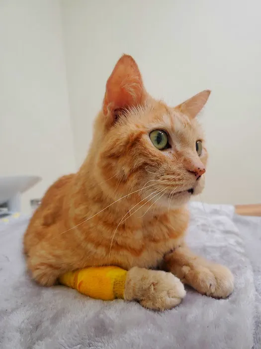 AA Animal ER Center Picture 9