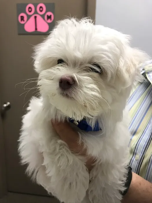 Palm Harbor Animal Hospital Picture 9