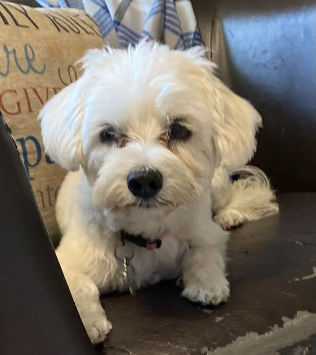 Saint Francis Pet Care Centers Tarpon Springs Picture 4