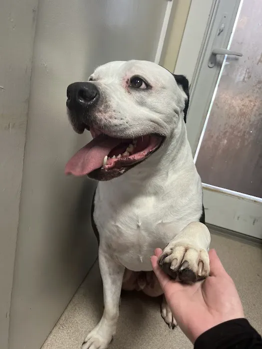 Saint Francis Pet Care Centers Tarpon Springs Picture 2