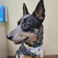 Saint Francis Pet Care Centers Tarpon Springs ico