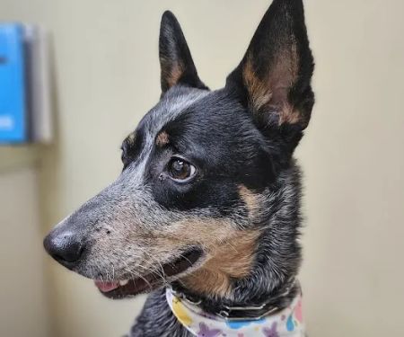Saint Francis Pet Care Centers Tarpon Springs