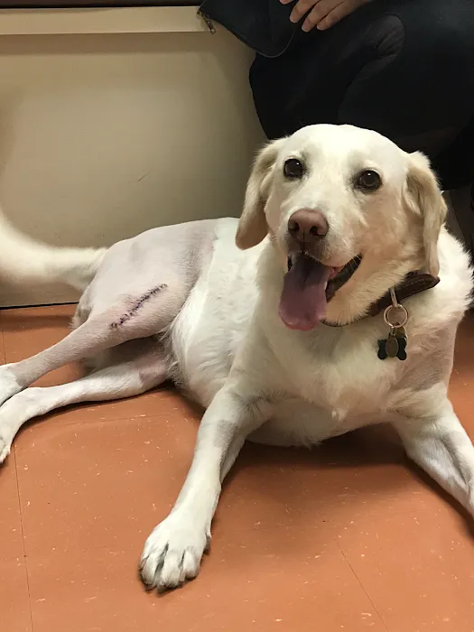 Saint Francis Pet Care Centers Tarpon Springs Picture 10