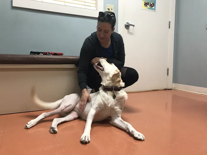 Saint Francis Pet Care Centers Tarpon Springs Picture 9