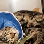 Country Oaks Animal Hospital & Boarding Kennel