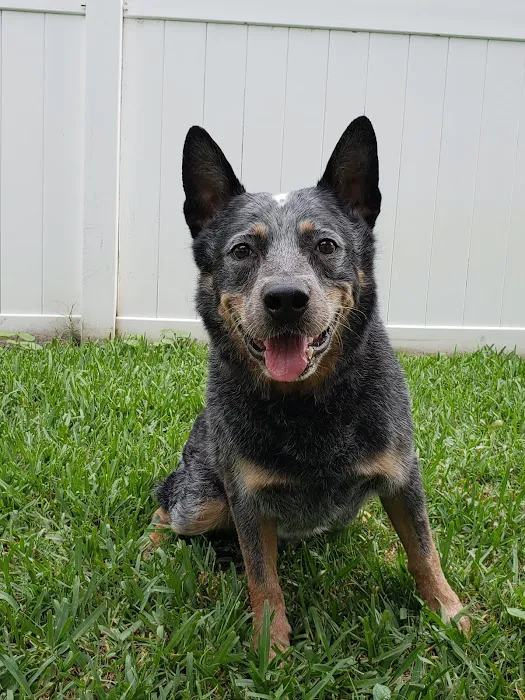 Country Oaks Animal Hospital & Boarding Kennel Picture 8