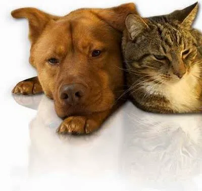 Baird Elizabeth DVM: Country Oaks Animal Hospital Picture 3