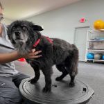Steele Pain Management & Rehabilitation Center