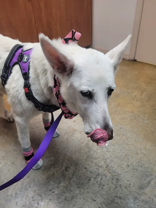 Trinity Oaks Pet Wellness Center Picture 1