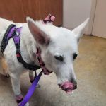 Trinity Oaks Pet Wellness Center