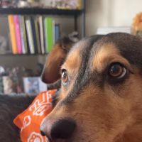 Banfield Pet Hospital ico
