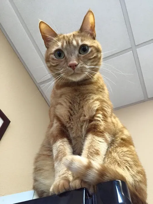 Animal Care Center of Pasco County Picture 8