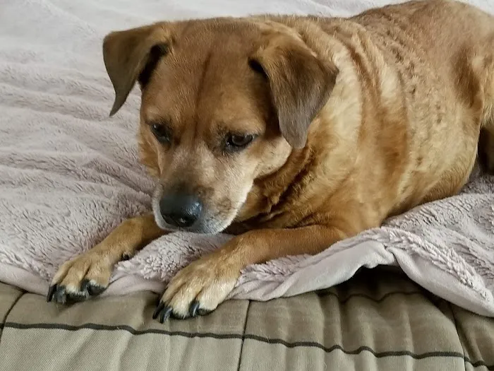 Animal Care Center of Pasco County Picture 4