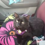 Animal Care Center of Pasco County