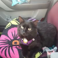 Animal Care Center of Pasco County ico