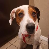 Animal Care Center-Pasco County: Reeves Kenneth DVM ico