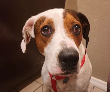 Animal Care Center-Pasco County: Reeves Kenneth DVM