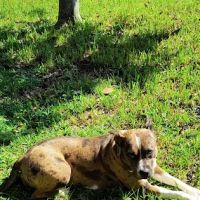 Pet Vaccination Clinic at Tractor Supply Co. ico