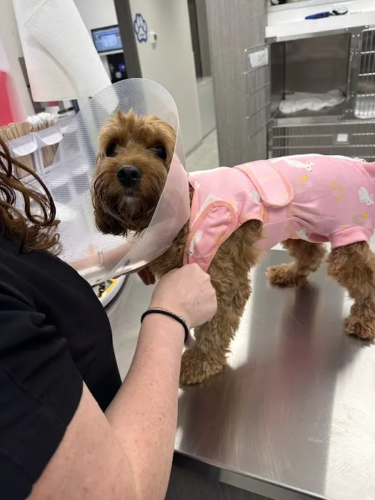 Little Road Veterinary Clinic Picture 1