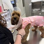 Little Road Veterinary Clinic