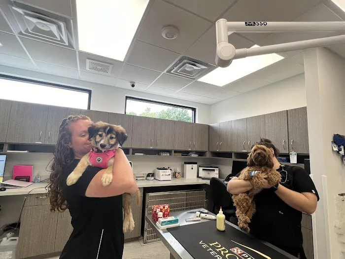 Little Road Veterinary Clinic Picture 6