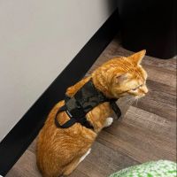 Trinity Pet Hospital ico