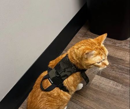 Trinity Pet Hospital