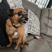 Curlew Animal Hospital ico