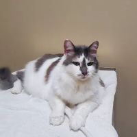 Hays Towne Veterinary Hospital ico