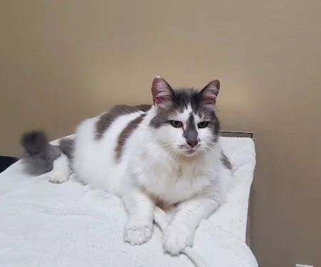 Hays Towne Veterinary Hospital