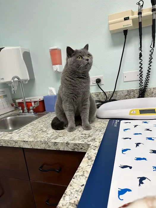 San Antonio Animal Hospital Picture 2