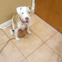 San Antonio Animal Hospital ico