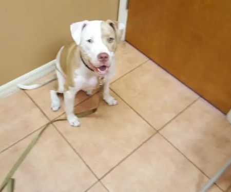 San Antonio Animal Hospital