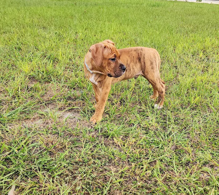 San Antonio Animal Hospital Picture 10