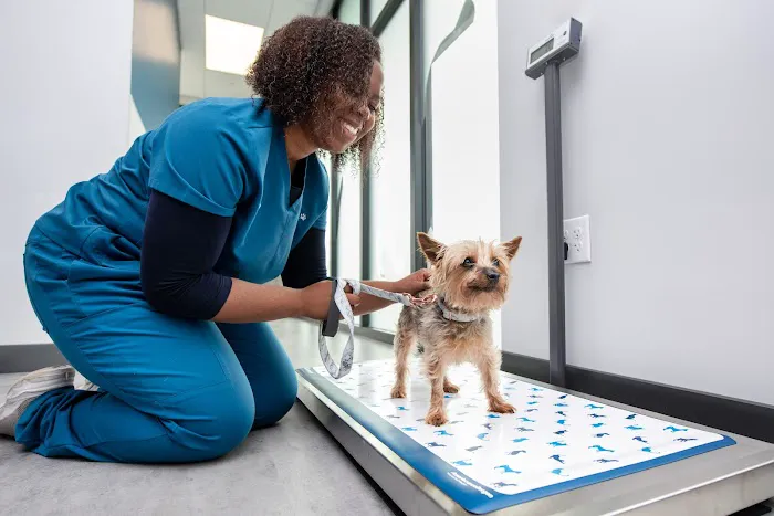 Livewell Animal Hospital of Riverview Picture 5