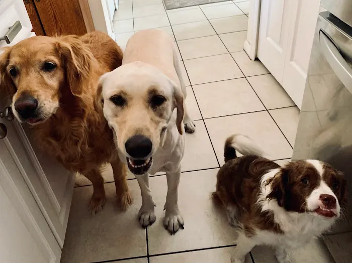 Kingdom Pet Hospital Picture 7