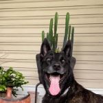 Crystal Springs Veterinary Clinic, PA